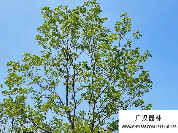 烏桕種子