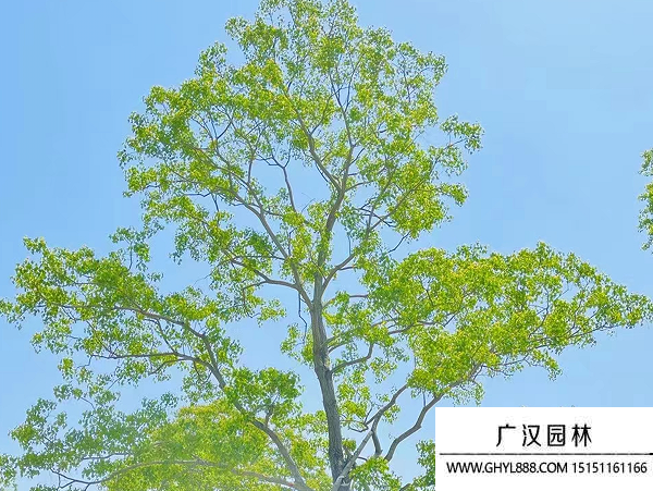 烏桕種子