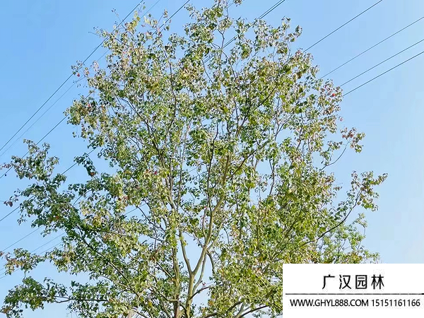 烏桕種子