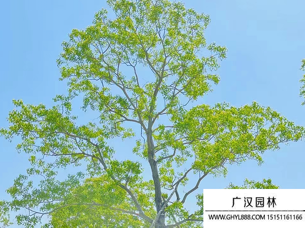 烏桕種子