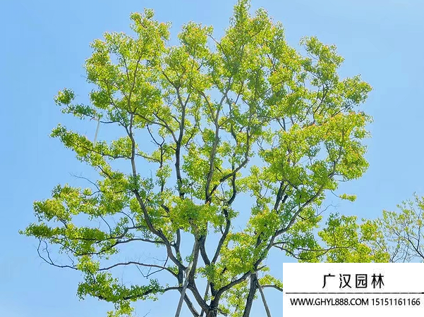 烏桕種子