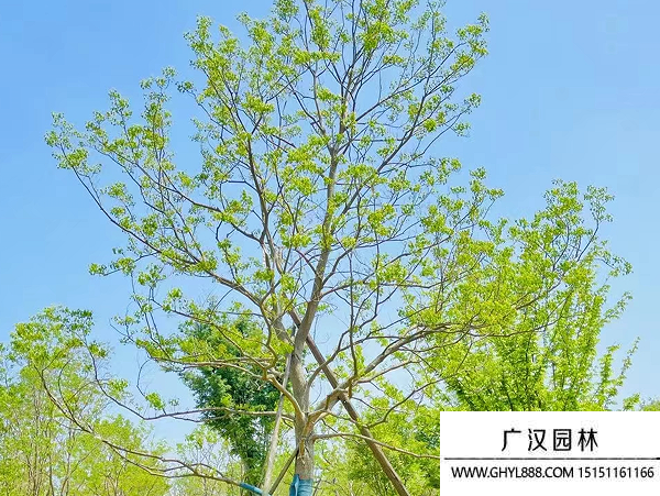 烏桕種子
