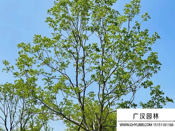 烏桕種子
