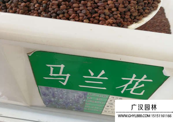 馬蘭花種子