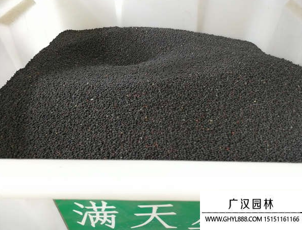 滿天星種子