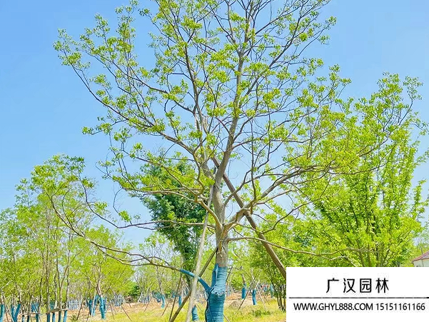 烏桕種子