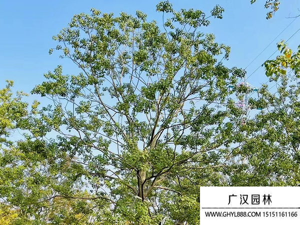 烏桕種子