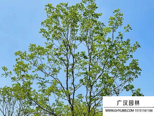 烏桕種子