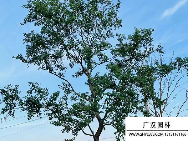 烏桕種子