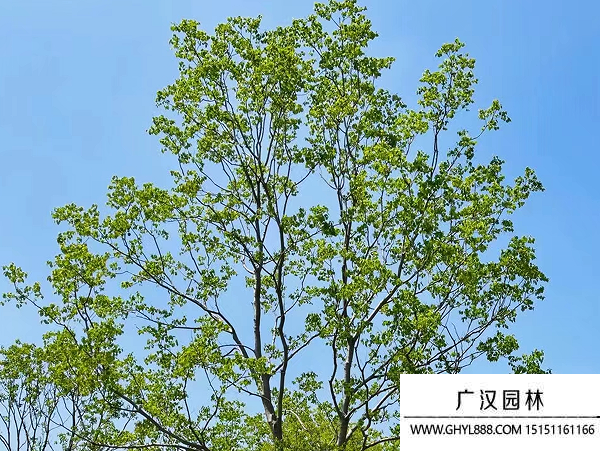 烏桕種子