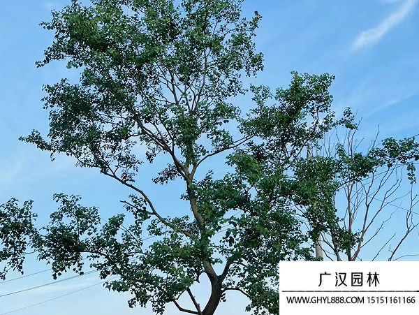 烏桕種子