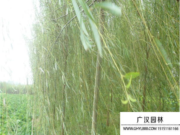 速生楊