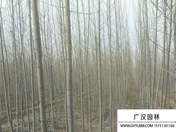 速生楊