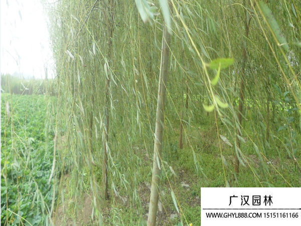速生楊