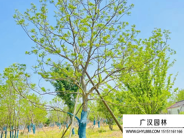 烏桕種子