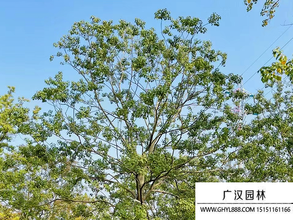 烏桕種子