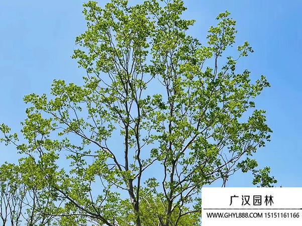烏桕種子