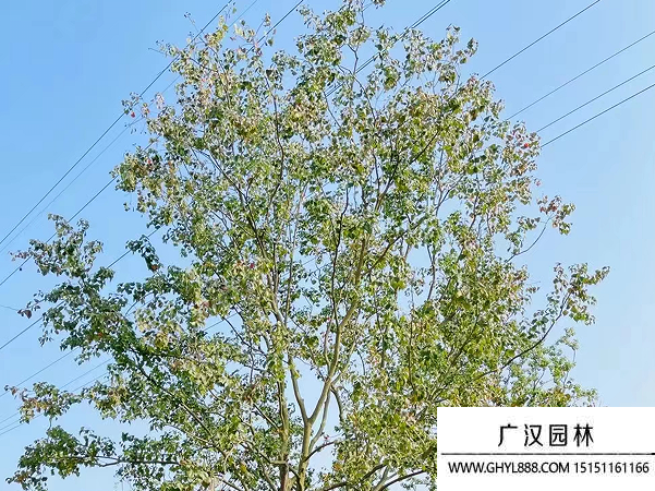 烏桕種子