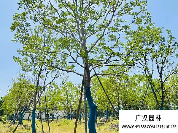 烏桕種子