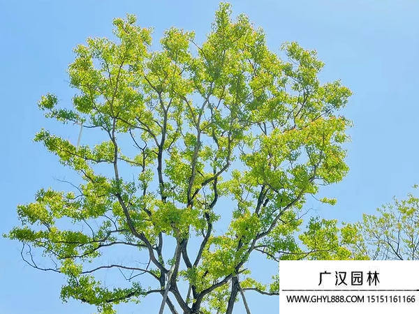 烏桕種子