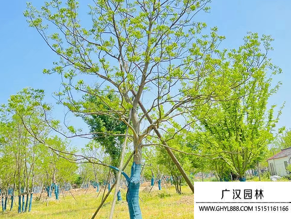 烏桕種子