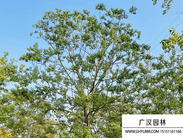 烏桕種子