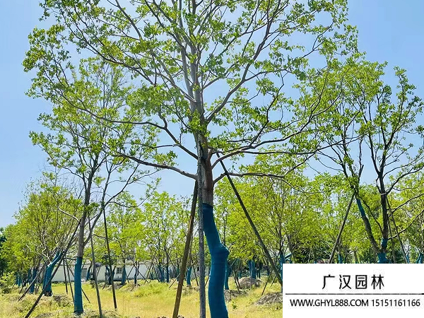 烏桕種子