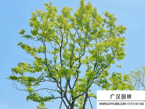 烏桕種子