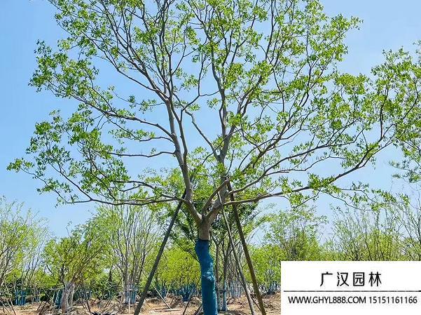 烏桕種子