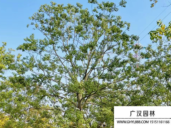烏桕種子