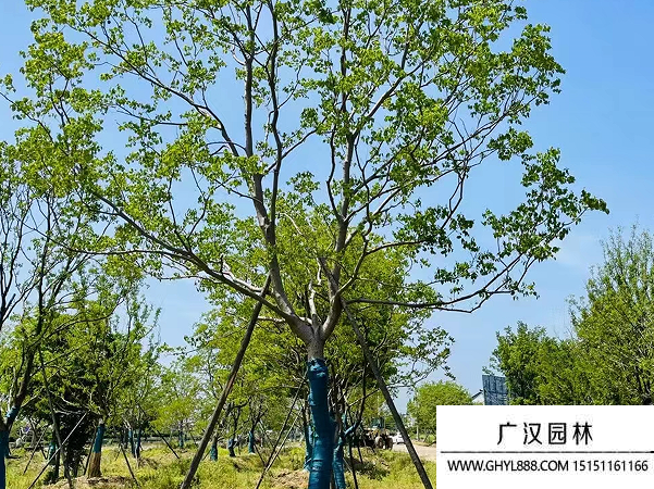 烏桕種子