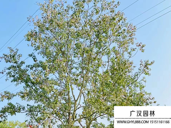 烏桕種子