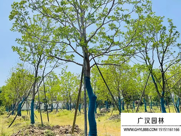 烏桕種子