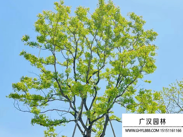 烏桕種子