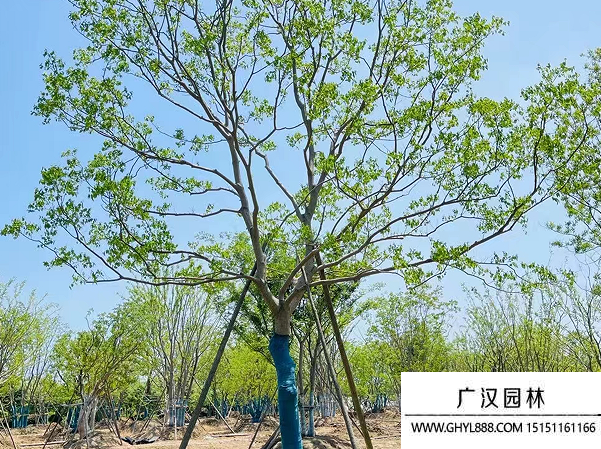 烏桕種子