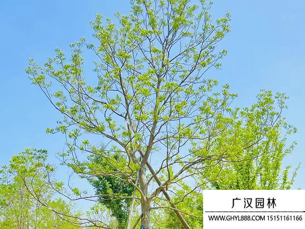 烏桕種子