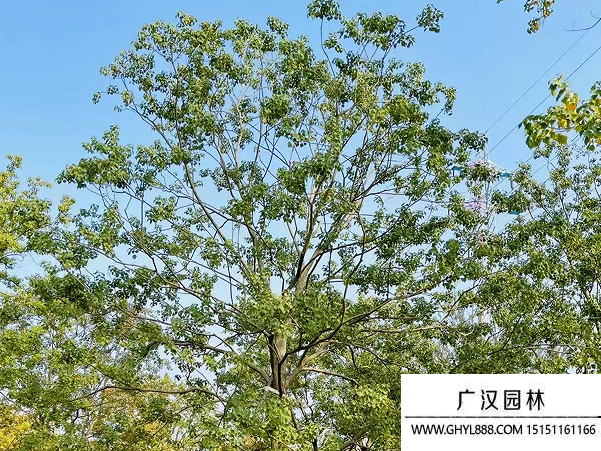 烏桕種子