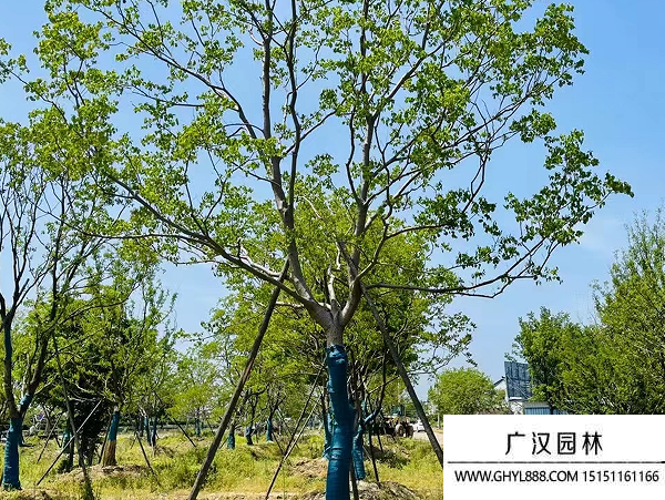 烏桕種子