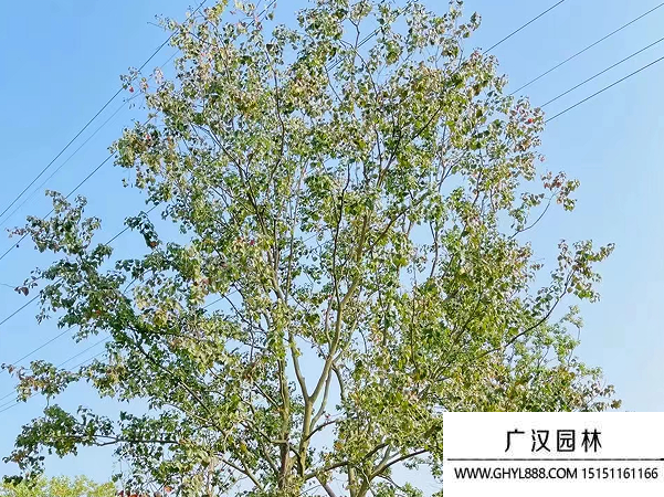 烏桕種子