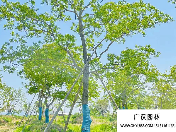 烏桕種子