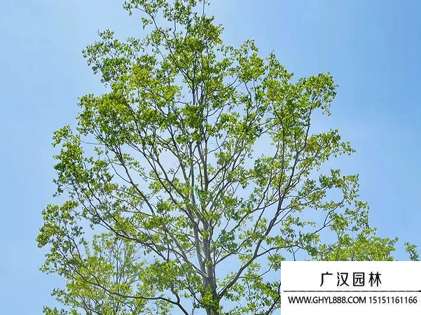 烏桕種子