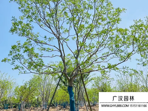 烏桕種子