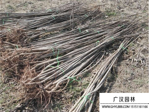 速生楊
