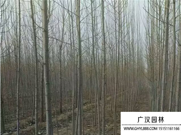 速生楊