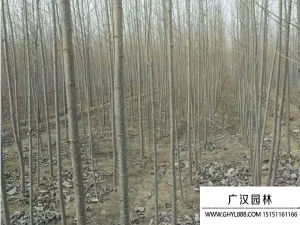 速生楊