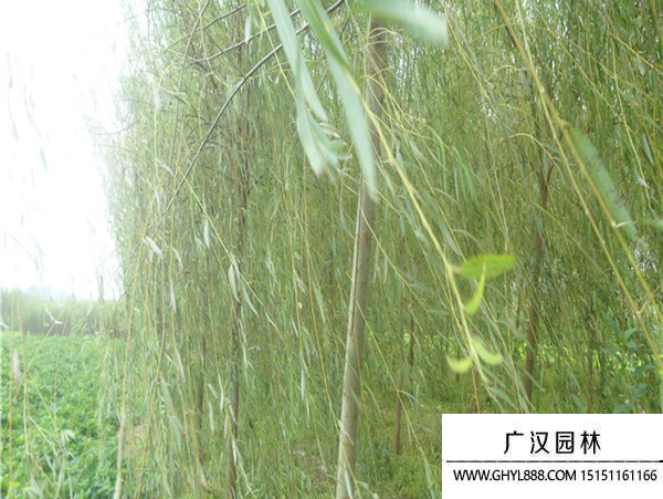 速生楊