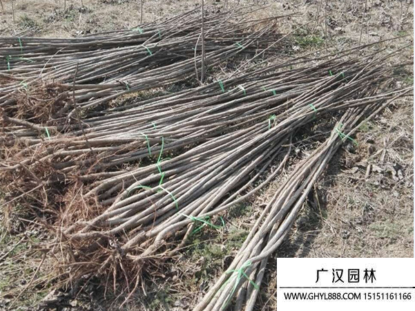 速生楊