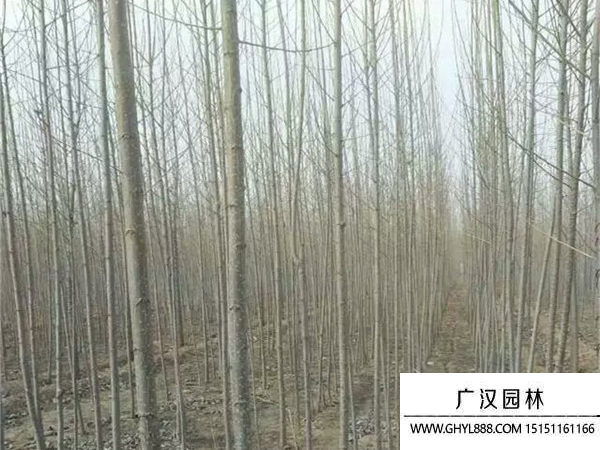 速生楊