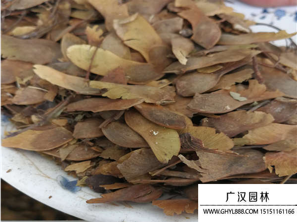 五角楓種子