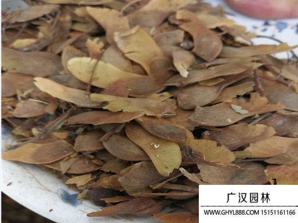 五角楓種子